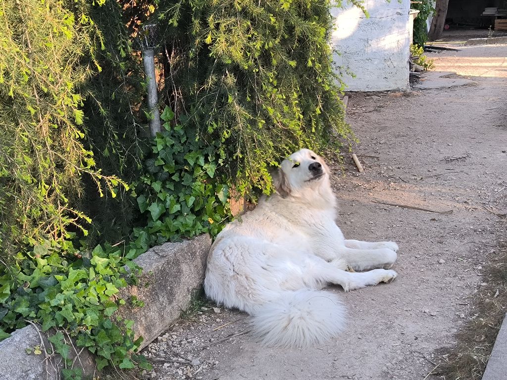 Sai la petite ferme de wihr