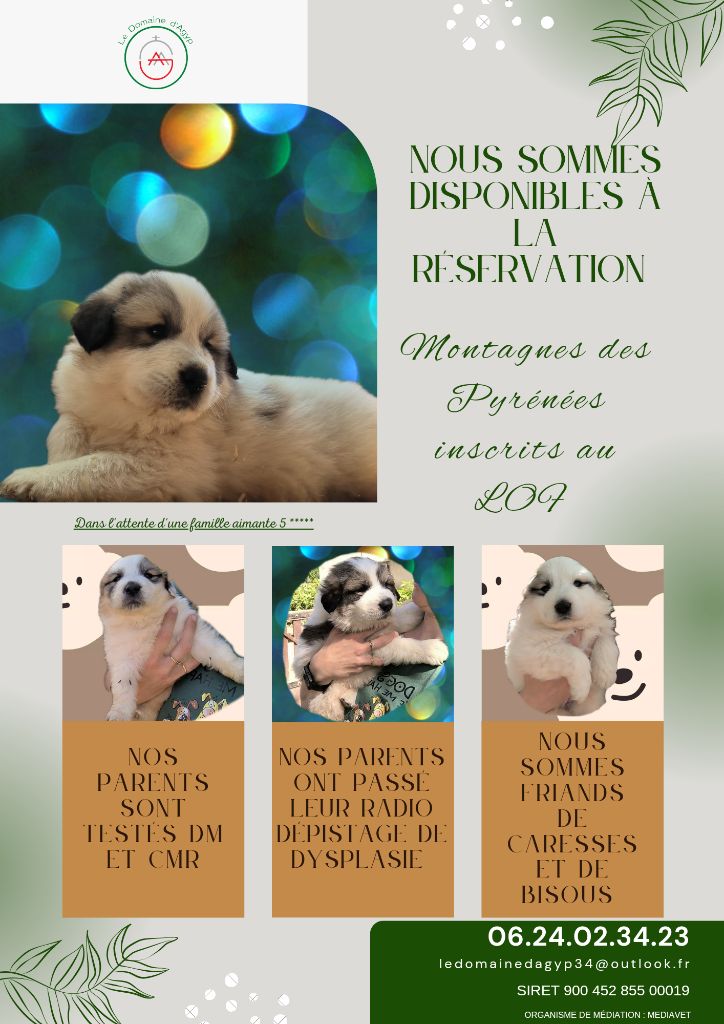 Domaine D'Agyp - Chien de Montagne des Pyrenees - Portée née le 28/03/2023