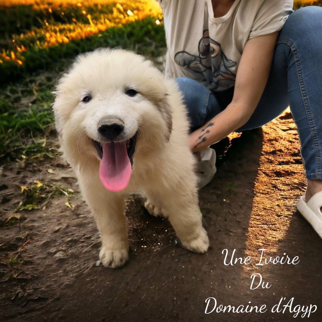 Domaine D'Agyp - Chien de Montagne des Pyrenees - Portée née le 23/05/2023