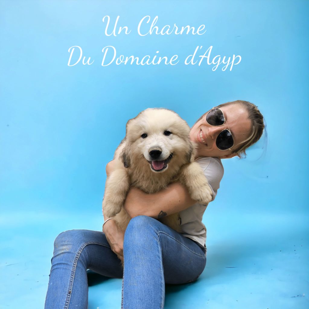 Domaine D'Agyp - Chien de Montagne des Pyrenees - Portée née le 23/05/2023